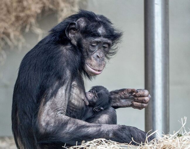 Bonobo-Weibchen «Banbo» mit Baby
