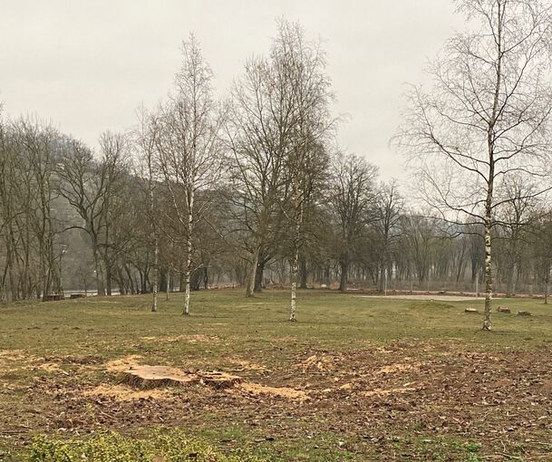 15 Bäume auf dem Freibadgelände sind gefällt worden. Im Vordergrund sind die Baumstümpfe zu erkennen. Foto: SWLB