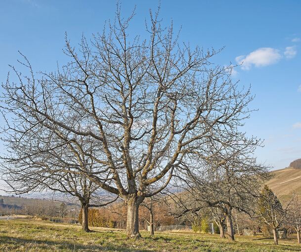 Ein Baum, wie ihn Helmut Palmer gern gesehen hätte: Geschnitten nach dem Palmer-Schnitt. Fotos: Andreas Riedmiller /Gudrun Mangold