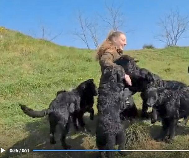 Auch mit Videos stellen die Verantwortlichen die Hunde vor, die man adoptieren kann.