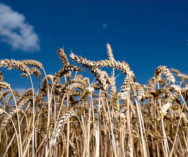 Weizen wächst auf einem Getreidefeld. Durch den Krieg in der Ukraine drohen Ernteausfälle. Dadurch werden Folgen für die Ernährung von vielen Menschen auf der ganzen Welt erwartet. Archivfoto: Arne Dedert/dpa