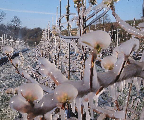 Eiszeit: Die Obstbäume werden mit Wasser besprüht, um die Blüten zu schützen. Fotos: Alfred Drossel