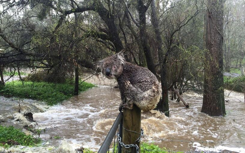 Koala in Australien