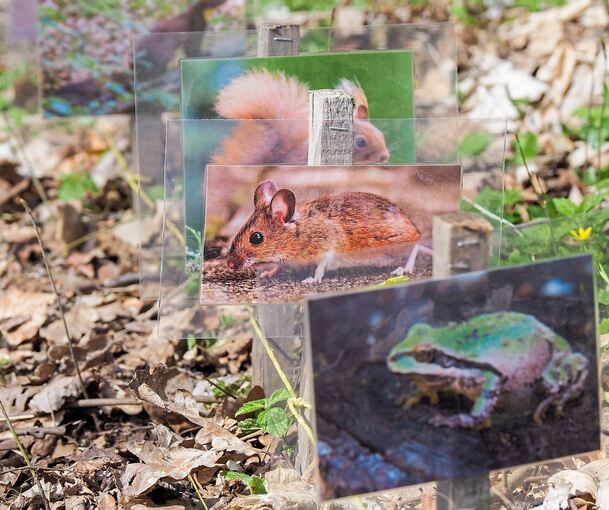 Auch tierischer Weitsprung ist ein Thema. Fotos: Holm Wolschendorf