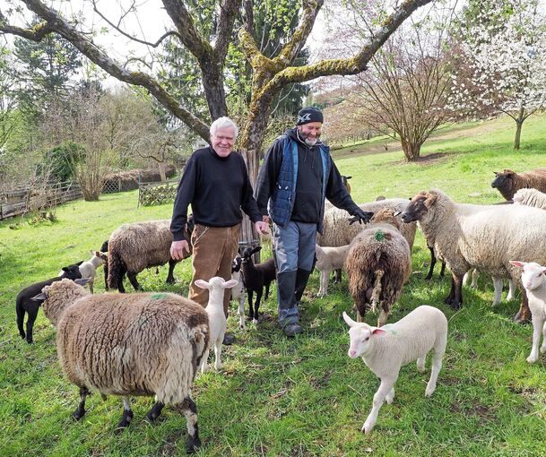 Schnell kommen sie angelaufen, wenn Heiner Beuttler (links) und „Sandu“ Pitu die Weide betreten und die Tiere anlocken. Foto: Holm Wolschendorf