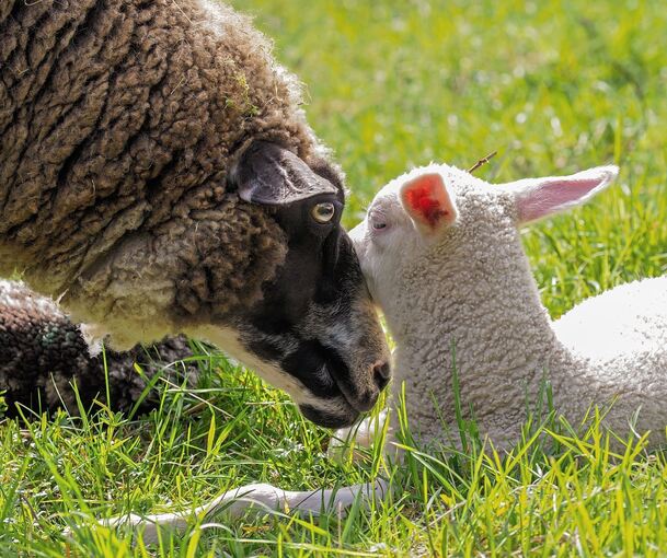 Die Polizei sucht Zeugen nach dem Diebstahl des Lamms. Symbolbild: Holm Wolschendorf