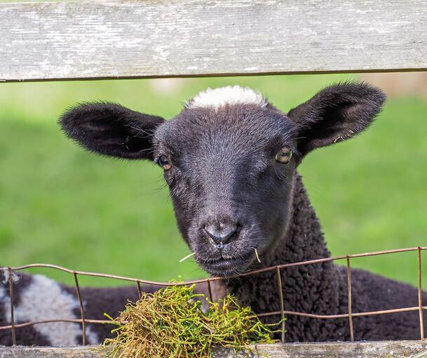 Guck mal, wer da guckt: Neugierig lugt dieses schwarze Lamm über den Zaun. Foto: Holm Wolschendorf