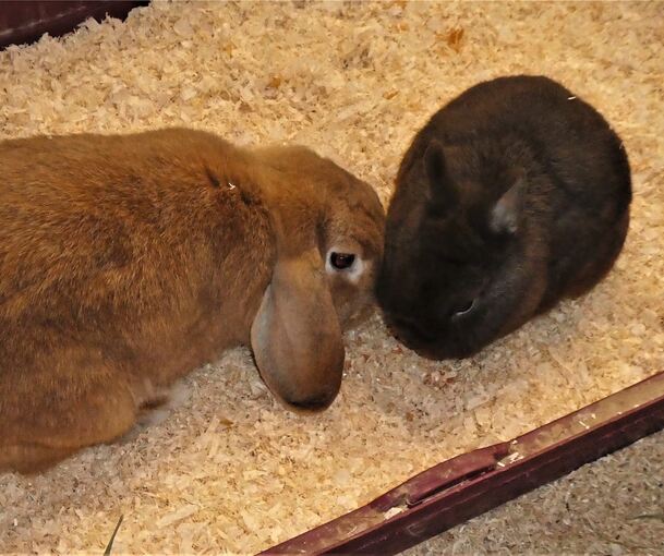 Ausgesetzt: Diese zwei Kaninchen waren in keinem guten körperlichen Zustand, als sie auf einem Parkplatz ausgesetzt wurden.Foto: privat