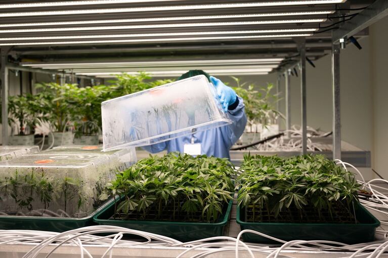 Demecan Cannabis-Zucht