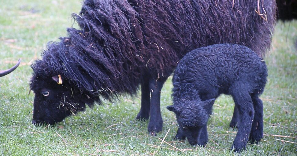 Nachwuchs: Lämmchen bei den Ouessant-Schafen, der kleinsten Rasse der Welt.