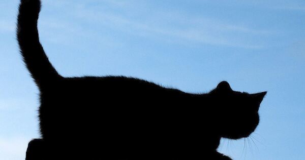 Freigänger unter den Hauskatzen und ihre verwilderten Artgenossen sollen nach dem Willen der Stadt Ludwigsburg künftig kastriert werden.