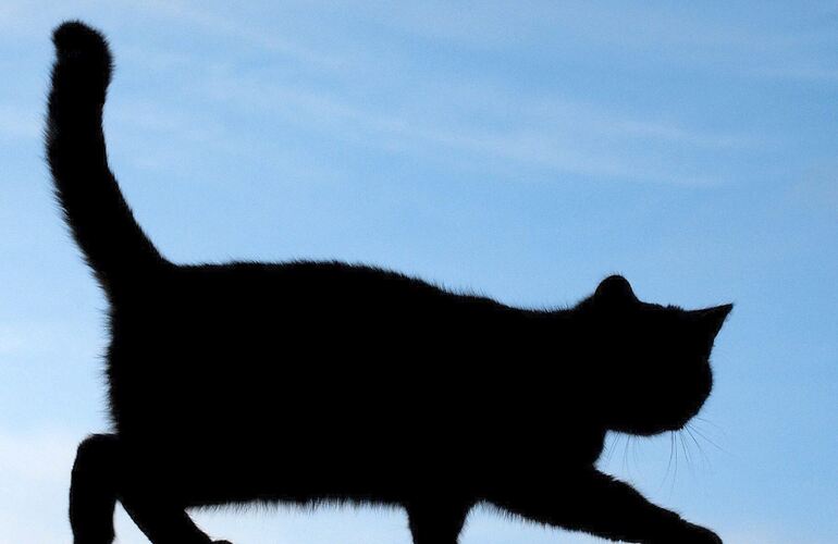 Freigänger unter den Hauskatzen und ihre verwilderten Artgenossen sollen nach dem Willen der Stadt Ludwigsburg künftig kastriert werden.