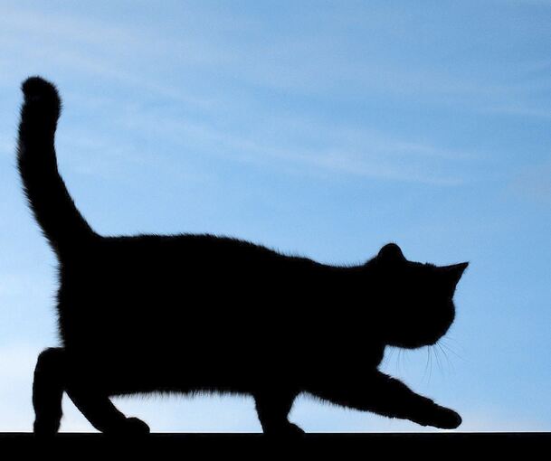 99 Prozent der Straßenkatzen sind krank, sagt der Deutsche Tierschutzbund.