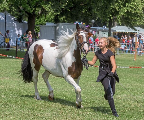 Präsentation eines Pferdes für die Prämierung. Archivfoto Holm Wolschendorf