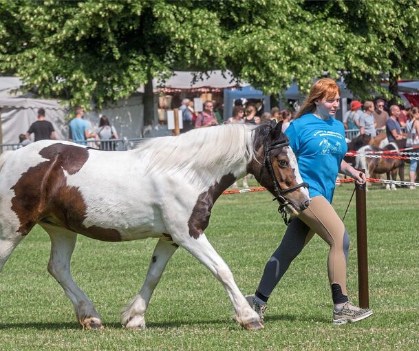 Pferdeprämierung beim Ludwigsburger Pferdemarkt. Archivfoto: Holm Wolschendorf