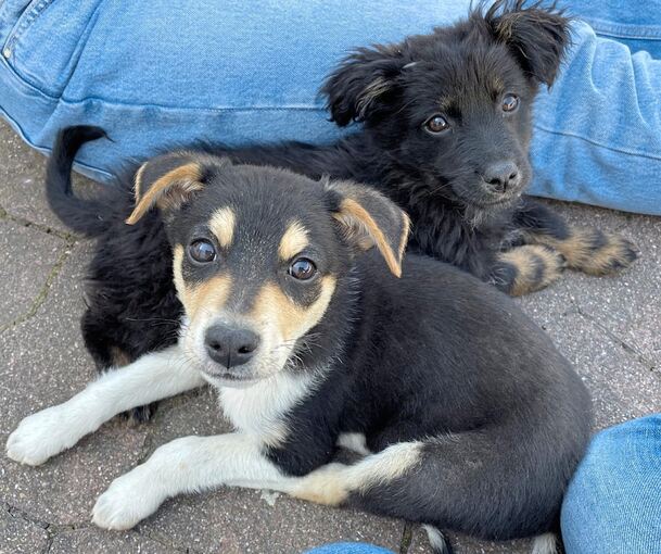 Verängstigt und nicht geimpft: Die beiden Hundewelpen kurz nach ihrer Beschlagnahmung am Mittwochvormittag. Foto: Peta