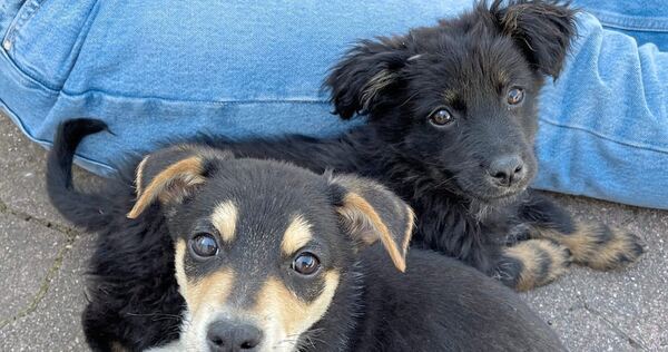Verängstigt und nicht geimpft: Die beiden Hundewelpen kurz nach ihrer Beschlagnahmung am Mittwochvormittag. Foto: Peta