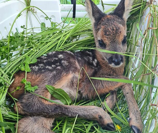 Ein gerettetes Kitz mit Gras in einem Wäschekorb. Foto: Kitzretter-Großbottwar/p