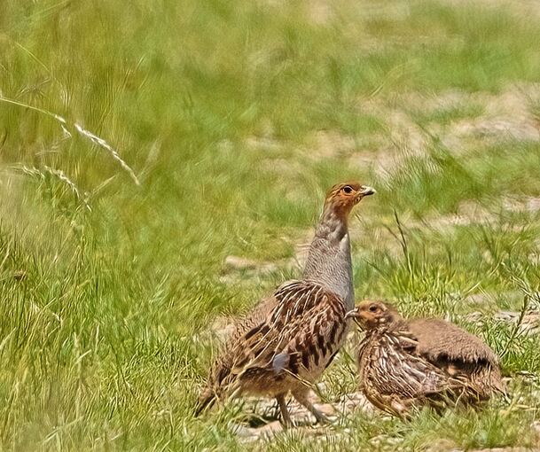 Rebhühner werden auf Walheimer Markung zwar häufig gesichtet, ihren Nachwuchs ziehen die Vögel dort aber nicht auf.