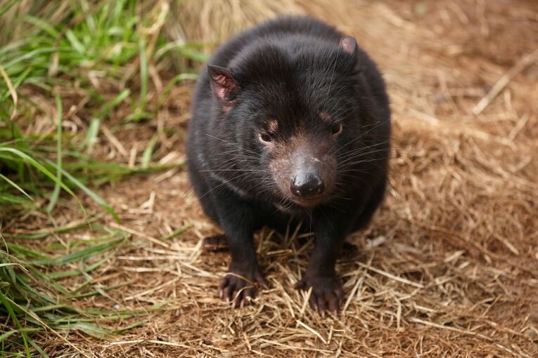 Tasmanischer Teufel