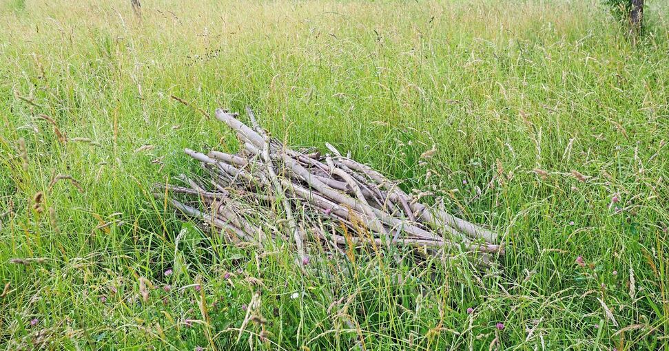 Auf solchen Holzbündeln sollen sich die Eidechsen sonnen. Foto: Holm Wolschendorf