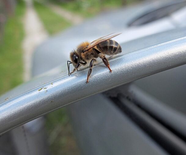 Eine Biene hat sich am Dienstag in ein Auto verirrt. Foto: Alex - stock.adobe.com