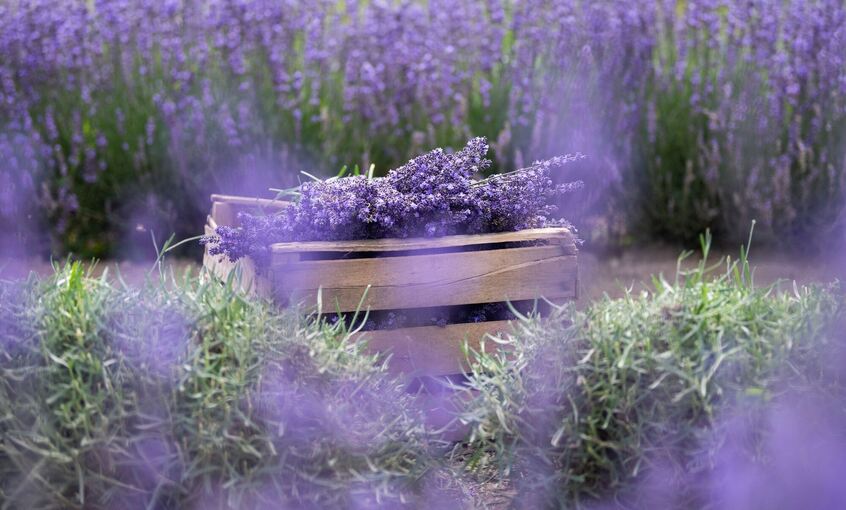 Lavendel im Kaiserstuhl