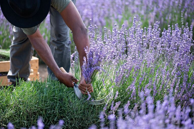 Lavendel im Kaiserstuhl