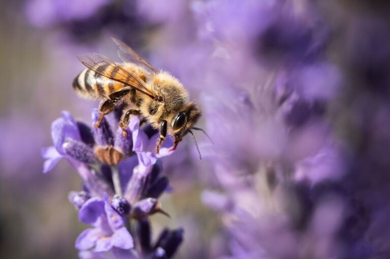 Lavendel im Kaiserstuhl