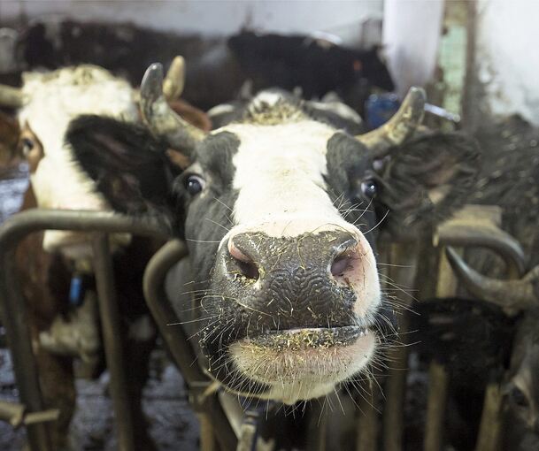 Es kommt immer wieder zu Fällen von Tierquälerei, wo Rinder, Schweine oder Hühner unter nicht artgerechten Umständen gehalten werden und verenden. Foto: zlikovec/stock.adobe.com