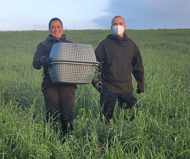 Die Helfer sammeln die Tiere im hohen Gras auf. Foto: Kitzretter Großbottwar/p