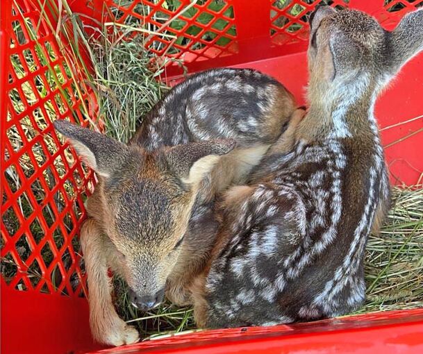 Solange gemäht wird, liegen die Kitze in einem Korb. Foto: Jägervereinigung/p