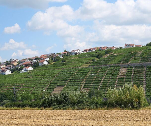 Die Steillagen prägen das Ortsbild von Gemmrigheim. Foto: Andreas Becker