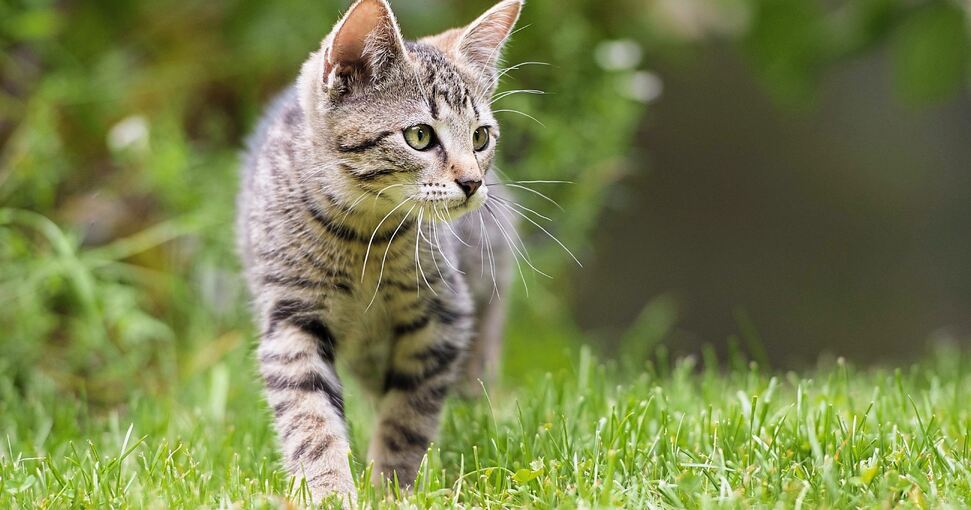 Über zwei Millionen wildernde Katzen gibt es in Deutschland. Foto: Dora Zett/stock.adobe.com