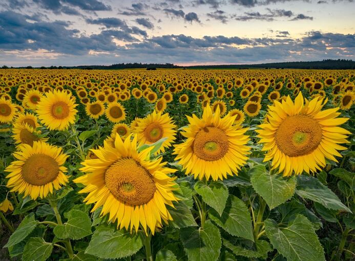 Anbau von Sonnenblumen