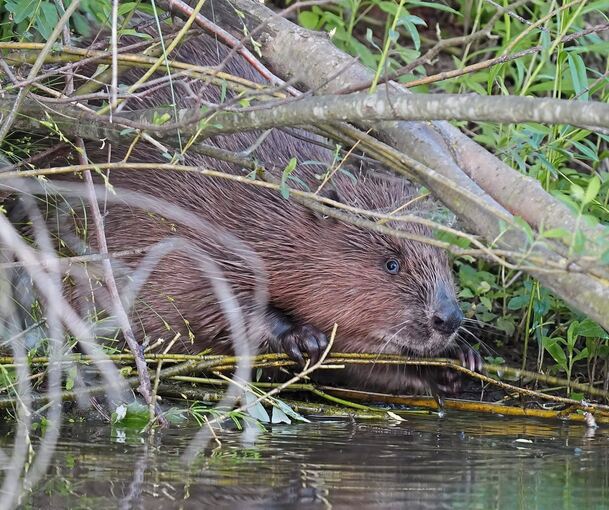Gut getarnt im Unterholz: Biber sind scheue Wesen. Dieses Bild zeigt das Tier aber bei seiner Arbeit. Foto: privat