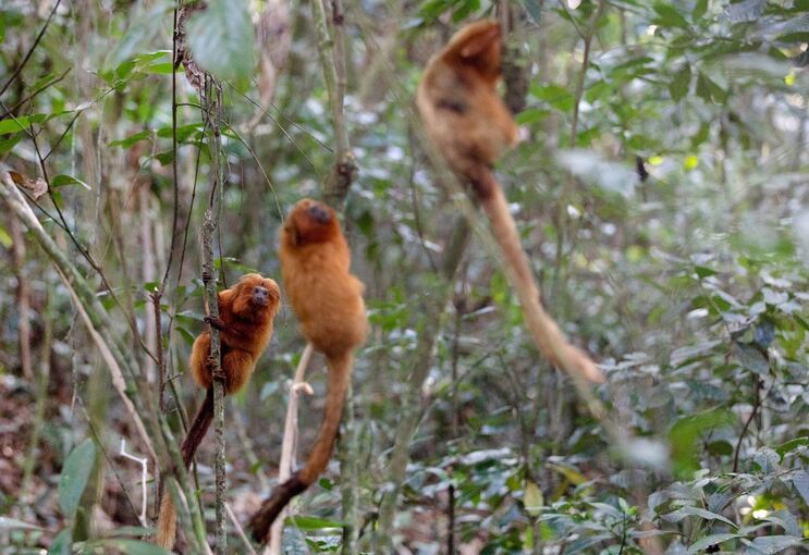 Affen in Brasilien