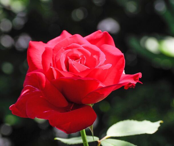 Prachtvolle Rose.