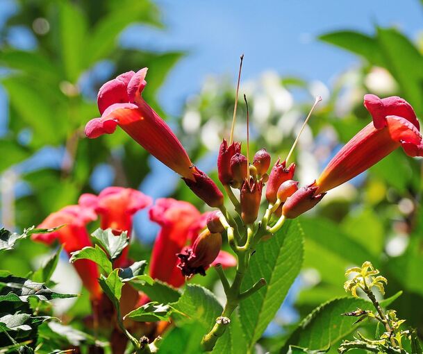 Zierliche Trompetenblumen.