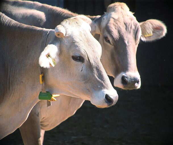 Die Milch fürs Eis kommt von den eigenen Kühen. Und die kann man auf dem Hof bestaunen.