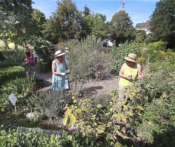 Einmal in der Woche müssen die Damen ihre Pflanzen gießen und für Ordnung im Möglinger Kräutergarten sorgen.Fotos: Alfred Drossel