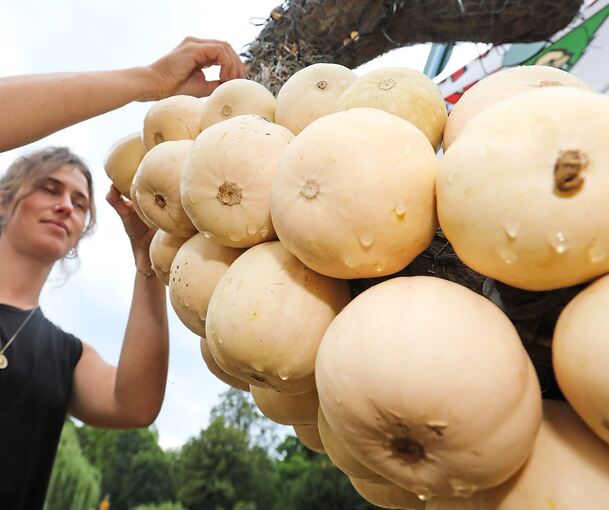 Jeder Kürbis wird von Hand an die Unterkonstruktion aus Holz und Maschendraht gebunden.