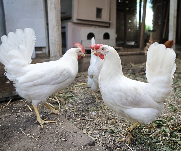 In einem großen überdachten Gehege scharren und gackern neun Hühner. Einen Hahn gibt’s nicht. Foto: Ramona Theiss