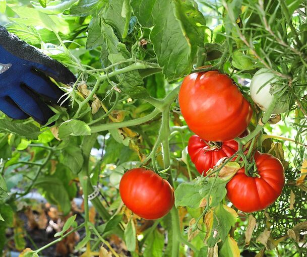 Üppig: Die Tomaten der Sorte „Berner Rose“ – der intensive Duft lässt den Geschmack erahnen. Foto: Ramona Theiss