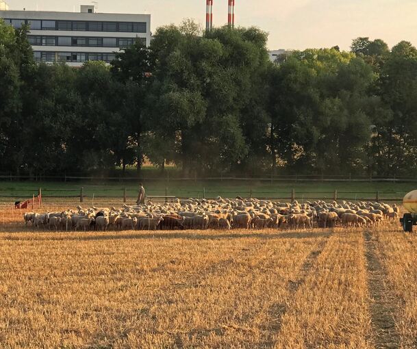 Fünf Schäfer beweisen an der Straße zwischen Asperg und Markgröningen ihr Können im Umgang mit der Herde. Foto: Julia Schweizer