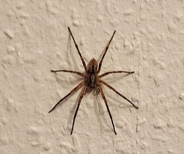 Die Spinne an der Wand des Schlafzimmers von Nicole Booz. Foto: Nicole Booz/p