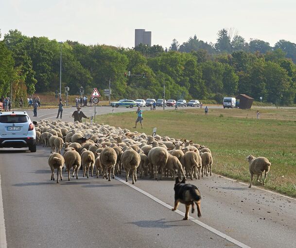 Die Schafe kennen das schon: die Verkehrsprüfung, diesmal zeigt ihnen aber nur ein Hund die Grenzen auf.
