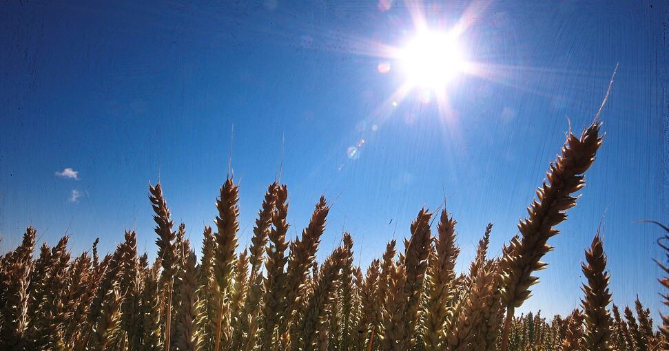 Getreide im gleißenden Sonnenlicht: Trotz des sehr trockenen Sommers haben die Bauern beim Wintergetreide gute Erträge erzielt. Archivfoto: Alfred Drossel