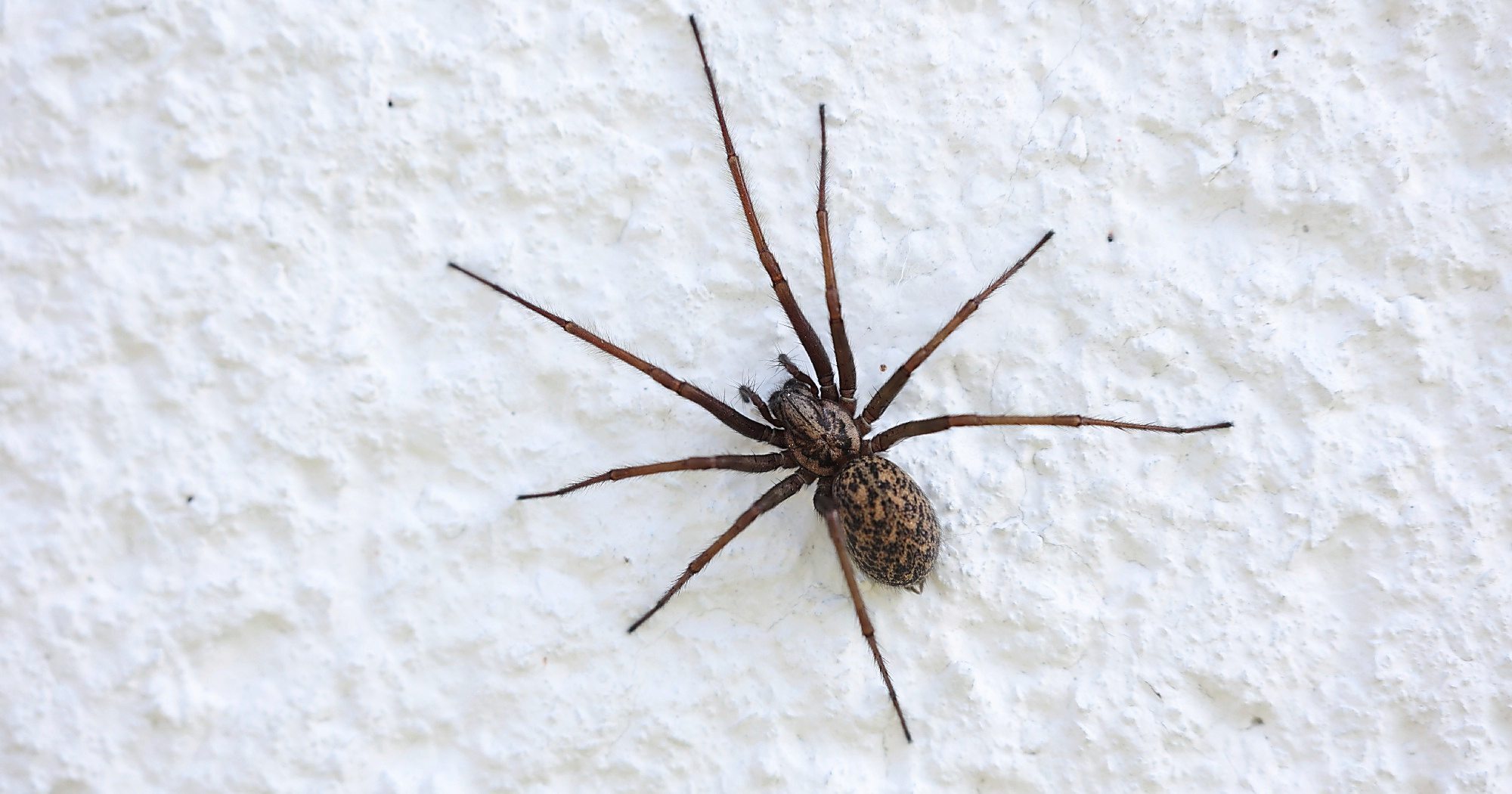 Experte Gibt Tipps So Unterscheidet Man Die Nosferatu Spinne Von Der Experte Gibt Tipps So Unterscheidet Man Die Nosferatu Spinne Von Der