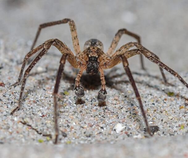 Die Nosferatu-Spinne breitet sich aus. Foto: Sandra/stock.adobe.com